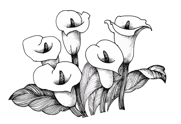 Calla Lily çiçek, siyah ve beyaz resimde arka plan — Stok Vektör