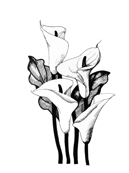 Calla lily floral, schwarz-weiß Illustration Hintergrund — Stockvektor