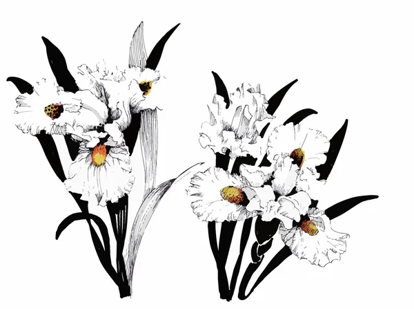 分離された美しい白黒、黒と白の花です。手描きの輪郭線のストローク. — ストックベクタ