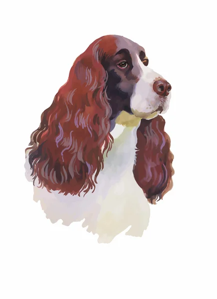 영국 투 계 사 spaniel 동물 개 수채화 그림 흰색 배경 벡터에 고립 — 스톡 벡터