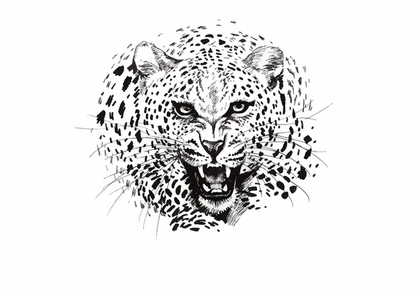 Angry leopard muzzle, black and white sketch — Stock Vector