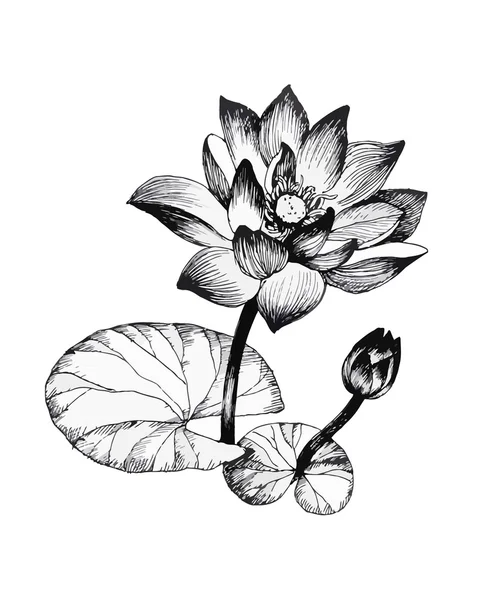 Flores de lirio de agua en el estanque ilustración en blanco y negro — Archivo Imágenes Vectoriales