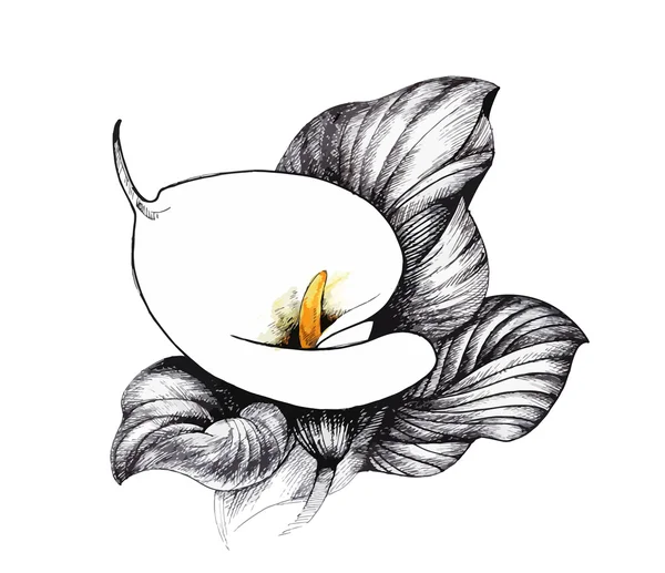 Калла Ліллі квітковий, чорно-білий фон ілюстрації — стоковий вектор