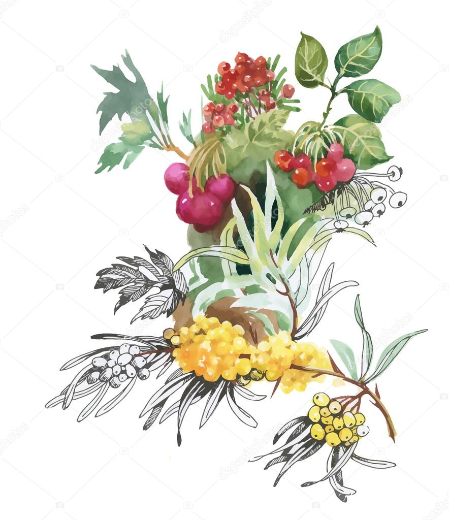 Watercolor berries on white background