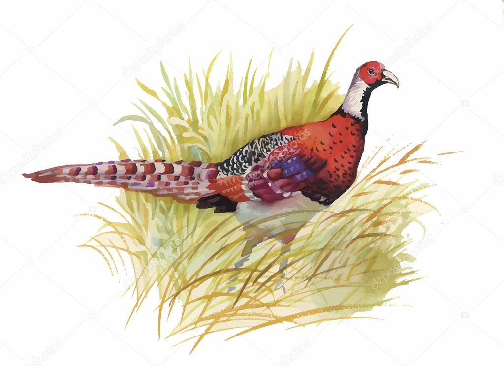 Hand drawn pheasant in the grass and flowers, isolated on white background