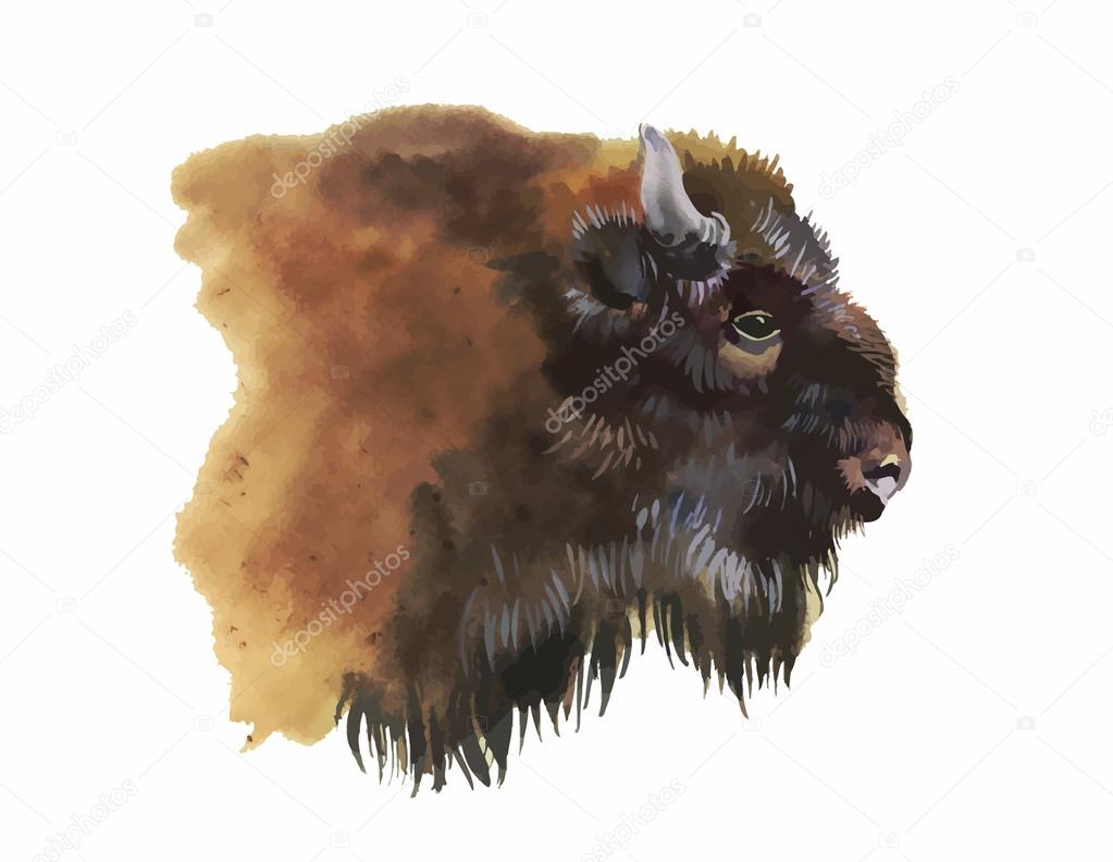 Watercolor european bison animal isolated on white background vector illustration