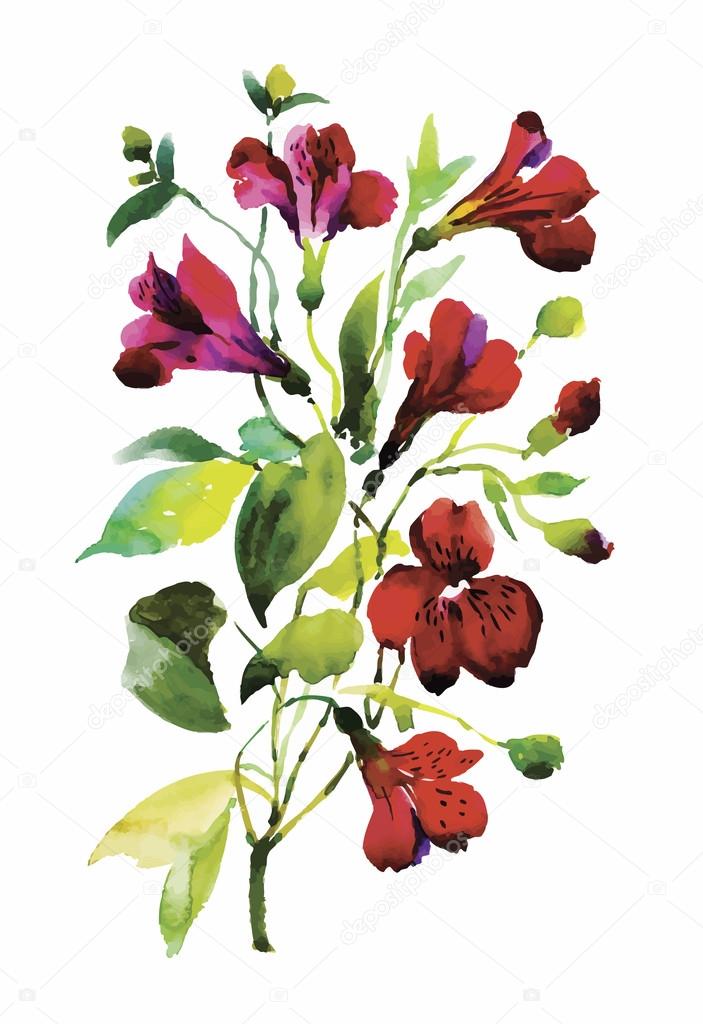 Watercolor flowers in classical style on a white background