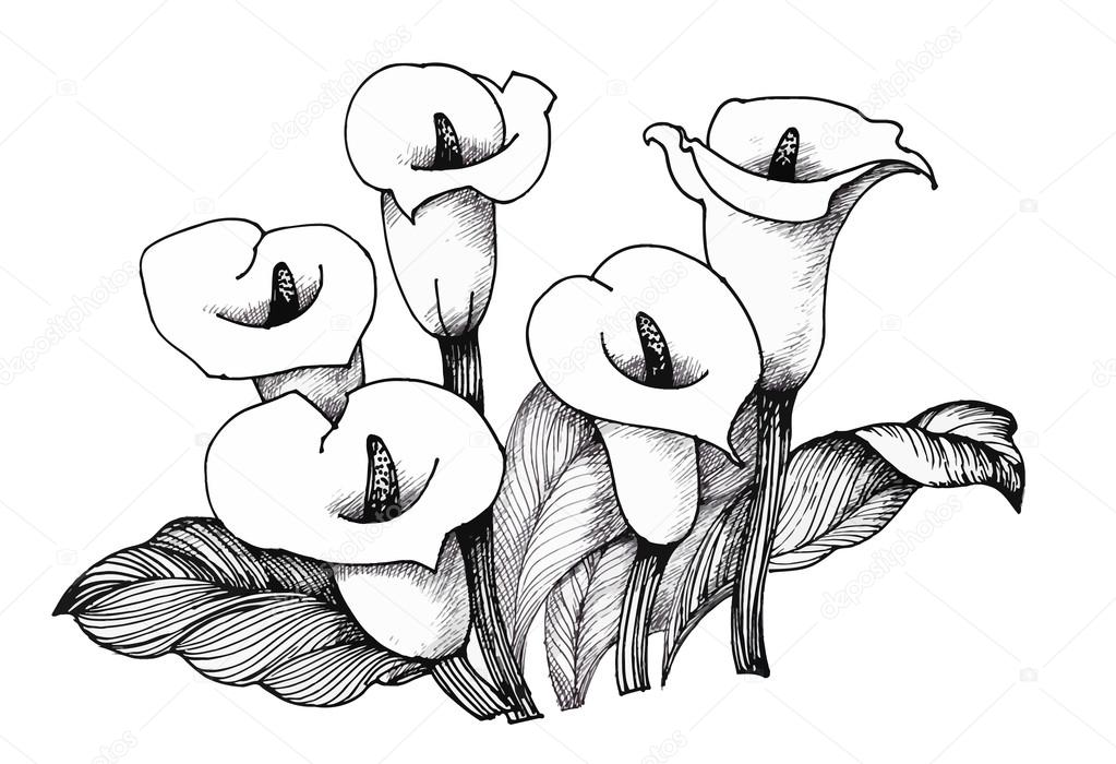 Calla lilly floral, black and white illustration background