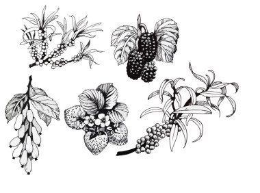 Blackberries, strawberries and dogwood and sea buck-thorn berries, black and white illustration set vector