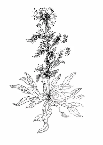 Hermosa flor monocroma, blanca y negra aislada. Líneas de contorno dibujadas a mano . — Archivo Imágenes Vectoriales