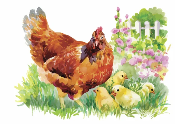 Acuarela gallina y pollitos en ilustración vector patio — Vector de stock