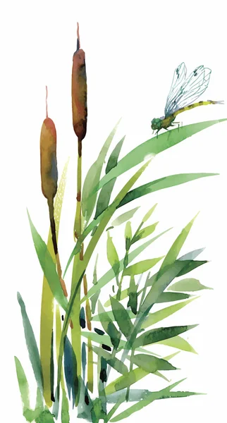 Aquarel riet met bladeren close-up geïsoleerd op een witte achtergrond. Hand schilderij — Stockvector