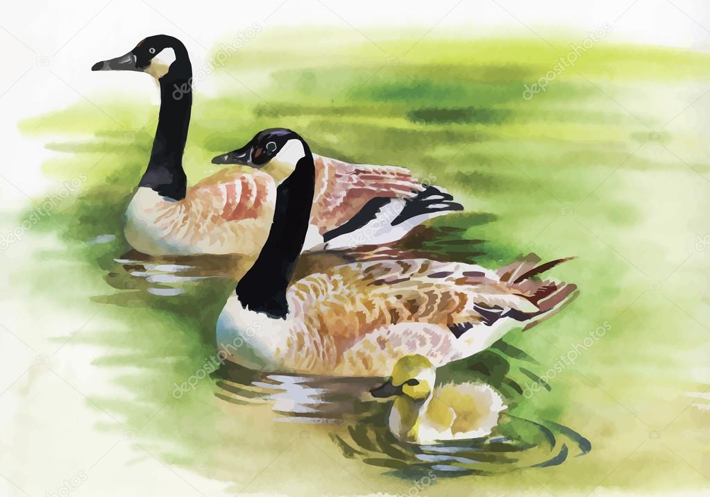 Three Ducks with black Necks.  Watercolor painting of three gray ducks with black necks swimming in a pond