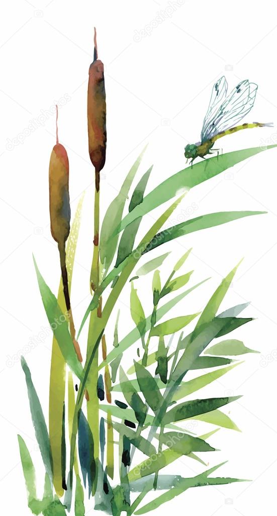 Watercolor reeds with leaves closeup isolated on white background. Hand painting