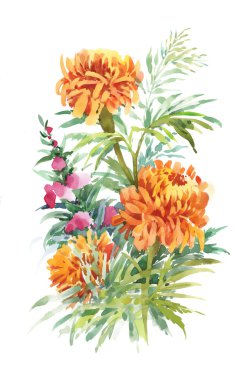 Güzel kadife çiçeği çiçek