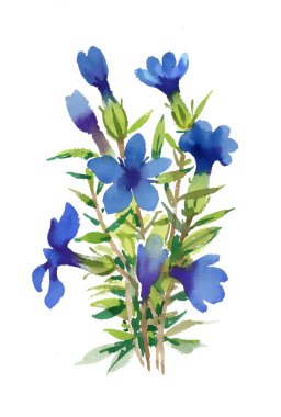 Mavi suluboya kır çiçekleri