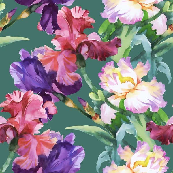 Pattern with colorful Iris flowers — Stock Photo, Image