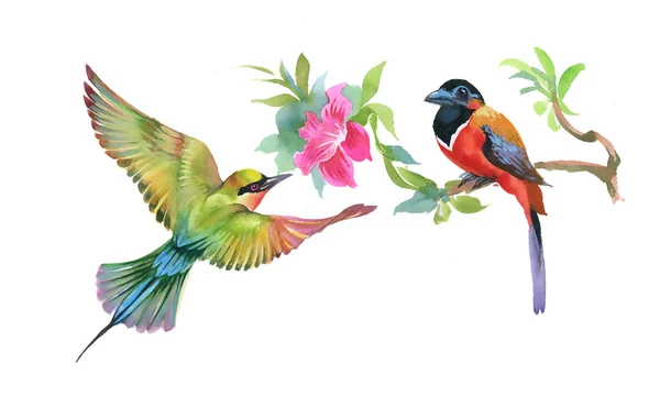 Watercolor colorful Birds — Stock Photo, Image