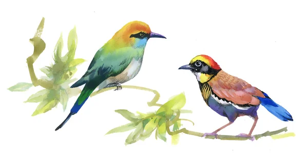 Pássaros coloridos em galhos — Fotografia de Stock