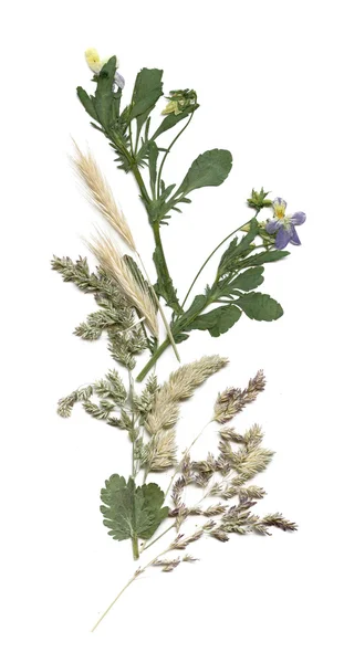 Herbarium mit Sommerwiesenpflanzen — Stockfoto