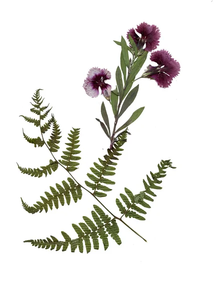 Herbarium met zomer weide planten — Stockfoto