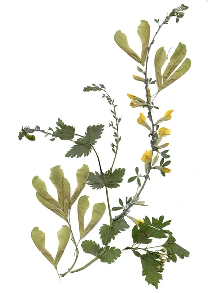 Herbier avec des plantes de prairie d'été — Photo