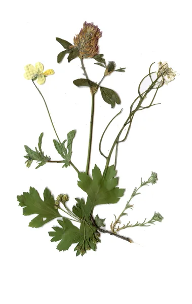 Herbier avec des plantes de prairie d'été — Photo