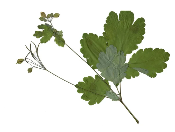 Herbarium mit Sommerpflanze — Stockfoto