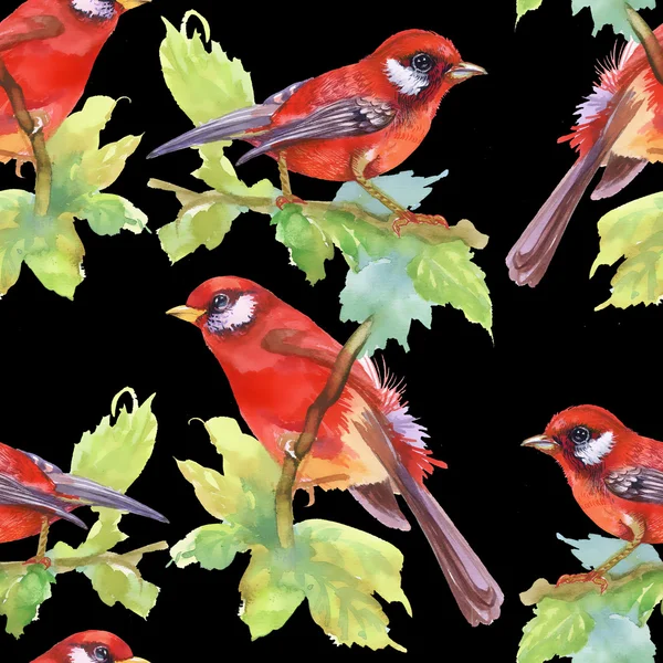 Watercolor red Birds — Stock Photo, Image