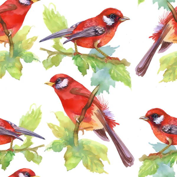 Watercolor red Birds — Stock Photo, Image