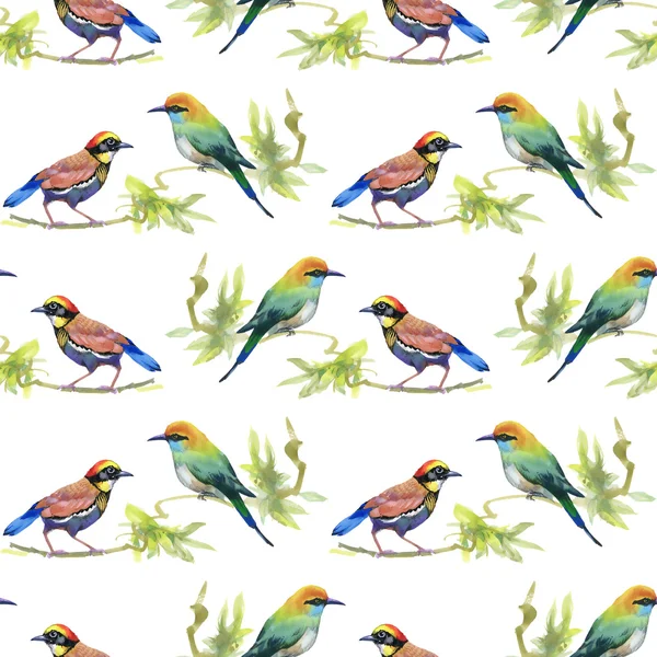 Aquarel kleurrijke vogels — Stockfoto