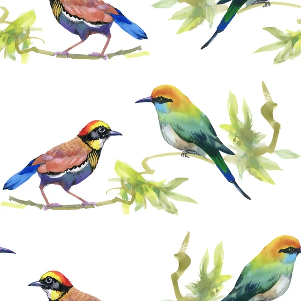 Watercolor colorful Birds — Stock Photo, Image