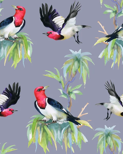 Tropičtí ptáci na stromě větve — Stock fotografie