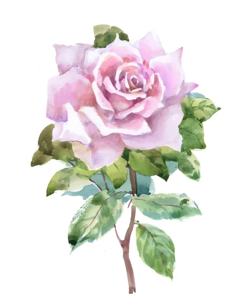 花园里的玫瑰花纹图案 — 图库照片
