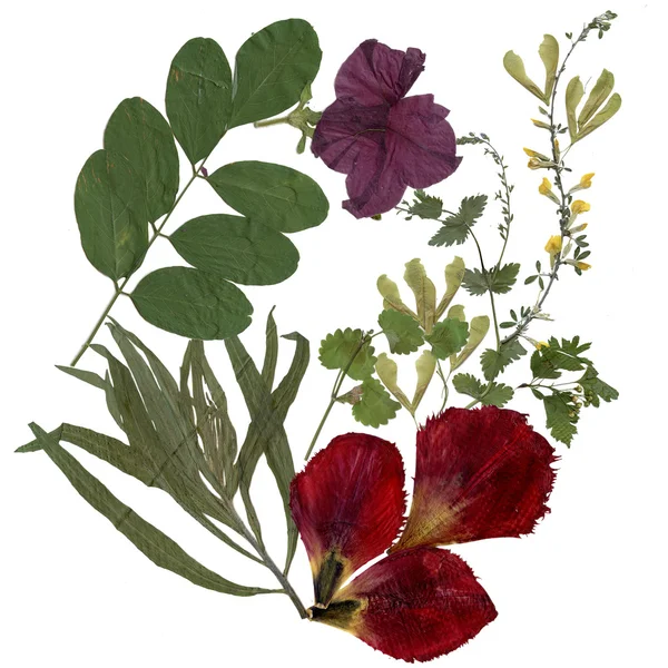 Herbarium planten achtergrond — Stockfoto