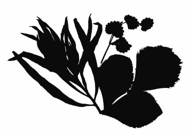 Sulak bitkiler arka plan