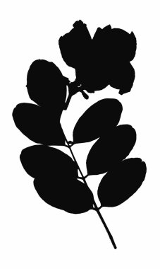 Sulak bitkiler arka plan