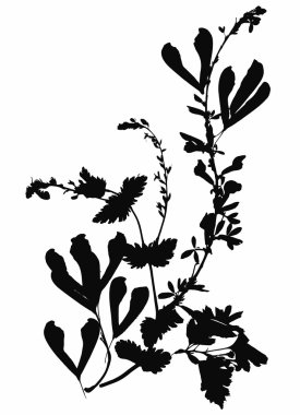 Sulak bitkiler arka plan