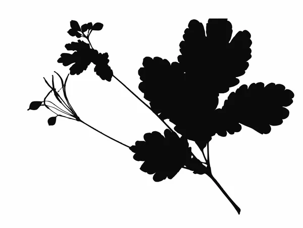 Herbier plantes fond — Photo