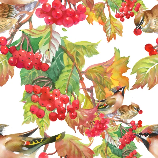 Рябиновые ягоды с птицами-удодами — стоковое фото