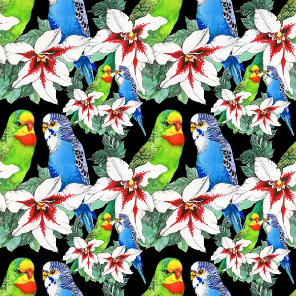 Papagali exotice păsări fundal — Fotografie, imagine de stoc