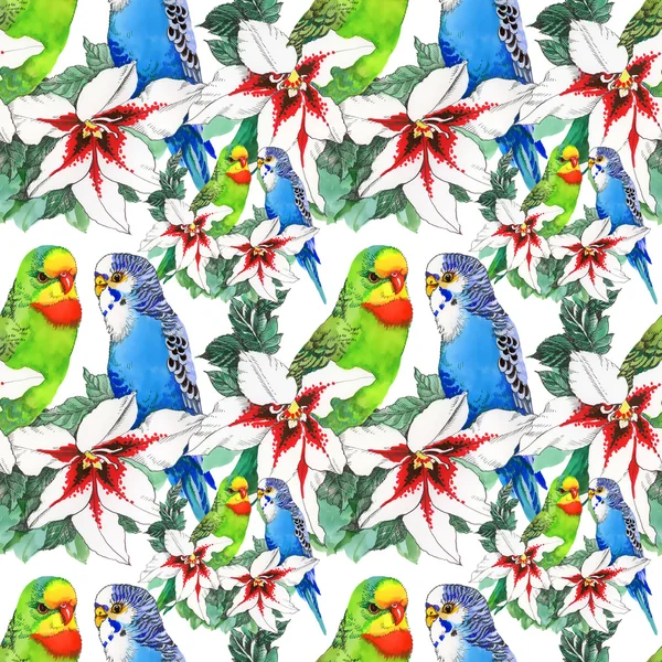 Exotic parrots birds background — Stock Photo, Image