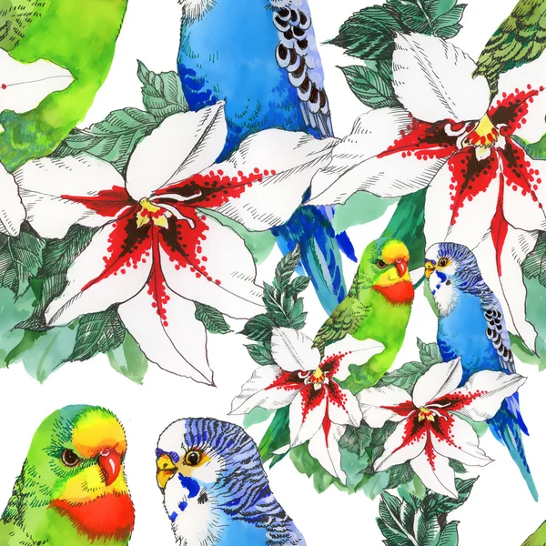 Exotic parrots birds background — Stock Photo, Image