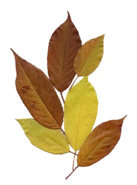 Kuru sulak yaprakları