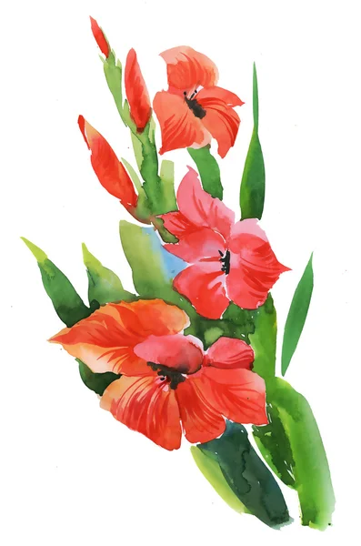 Watercolor garden gladiolus flowers — Stock Photo, Image