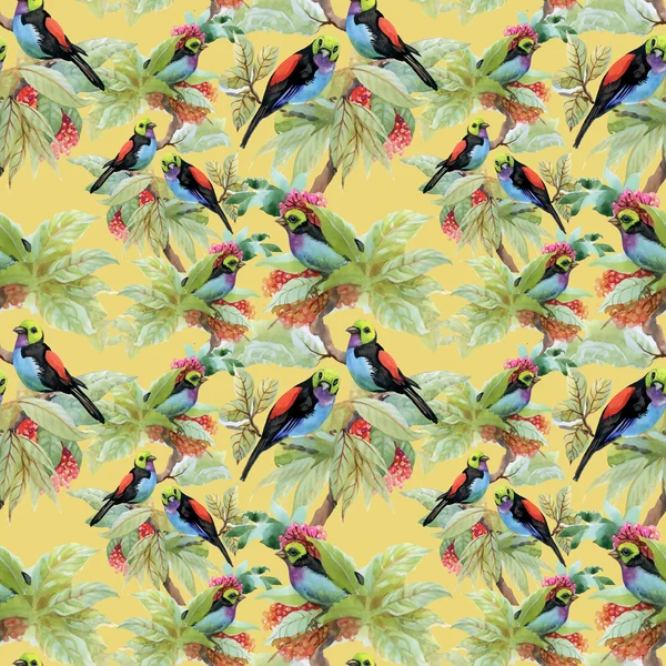 Exotic birds background — Stock Photo, Image