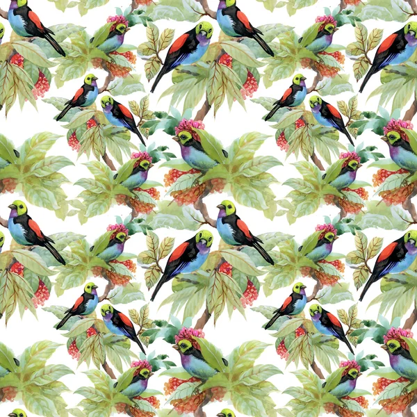 Exotic birds background — Stock Photo, Image