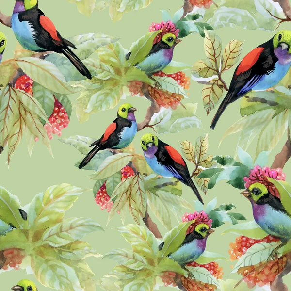 Exotic birds background — Stock Photo, Image