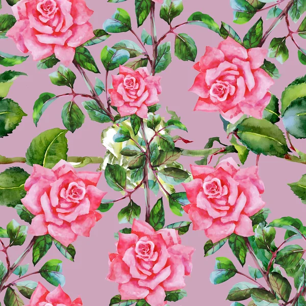 Fleurs florissantes de roses de jardin — Photo