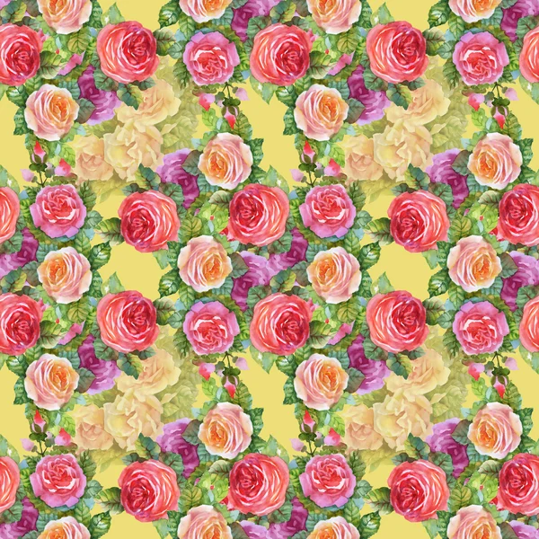 Blühende Gartenrosen — Stockfoto